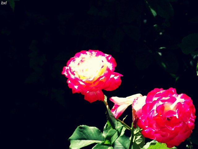 Multi colored rose denver botanic garden bxlphabet.jpg
