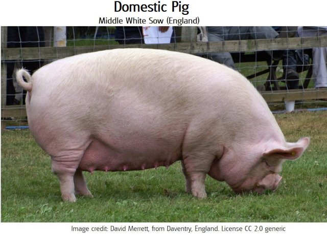 domestic pig4 Middle_White_Sow  David Merrett from Daventry, England CC 2.0 generic.jpg