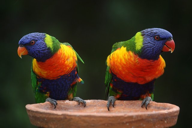 blue-geeen-and-orange-parrot-37833.jpg