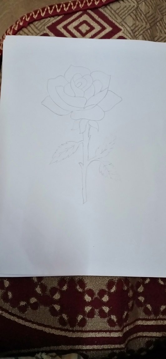Rose Drawing.jpg