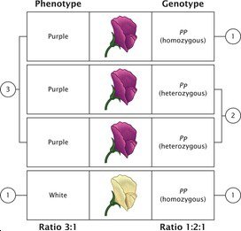 mendel-genetic-concept-mendelian-genetics-260nw-1462778021.jpg