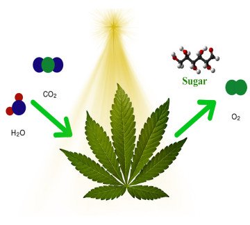 photosynthesis-in-cannabis.jpg