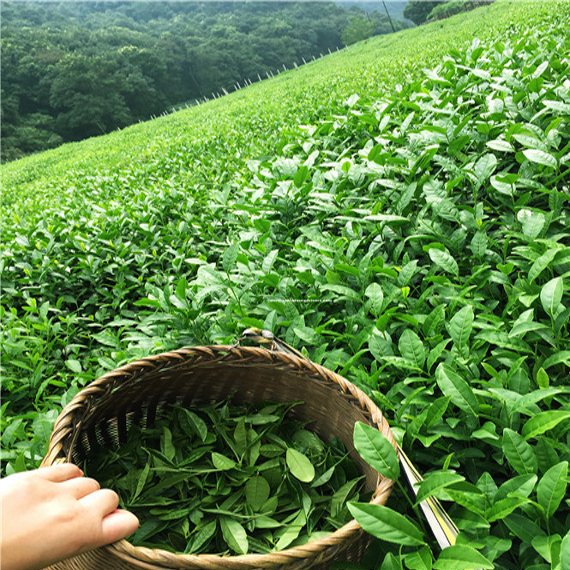 Tea-Plantation.jpg
