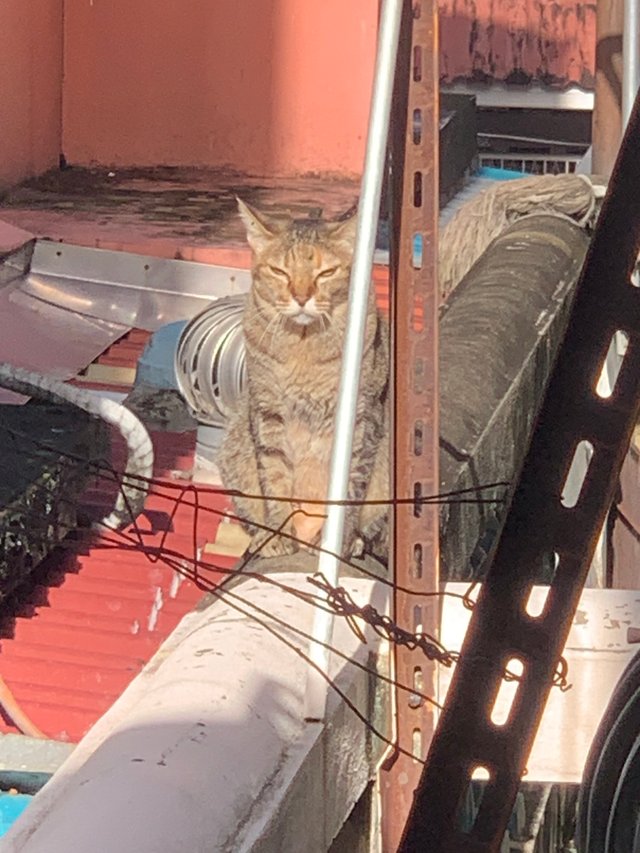 orange cat7.jpg