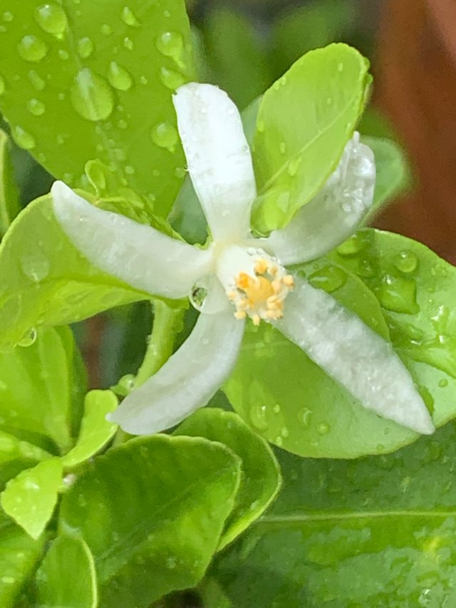 my little garden5.jpg