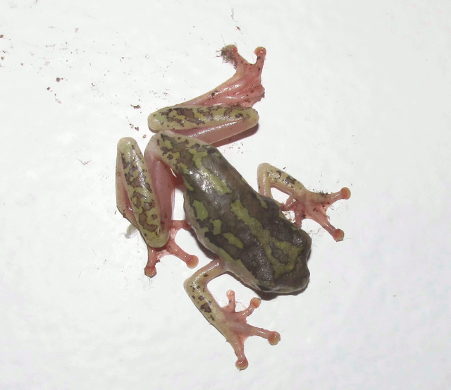 40-50mm_TreeFrog.png