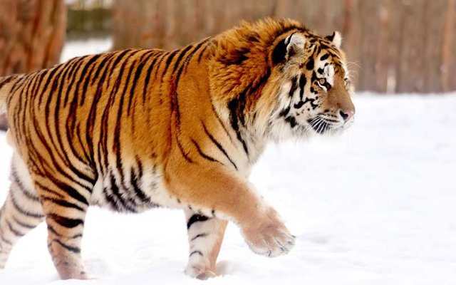 Siberian tiger.jpg