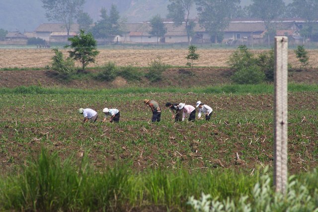 1920px-North_Korean_farmers_(2009).jpg