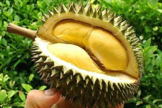 durian1.jpg