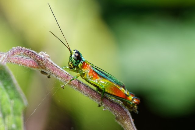 grasshopper-g968754f92_1920.jpg