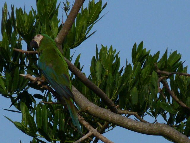 Parrot (11).JPG