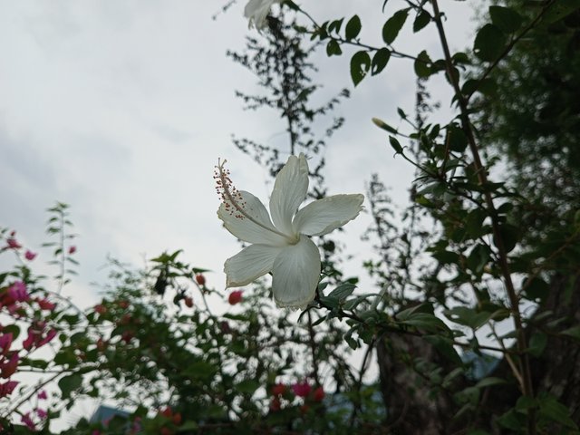 IMG_20250519_132509_419.jpg