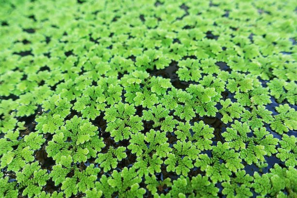 closeup-azolla-caroliniana-or-mosquito-fern-water-fern-it-is-a-small-aquatic-plant-in-the.jpg