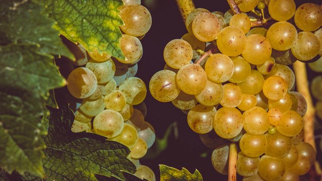 grapes-3638444_1280.jpg