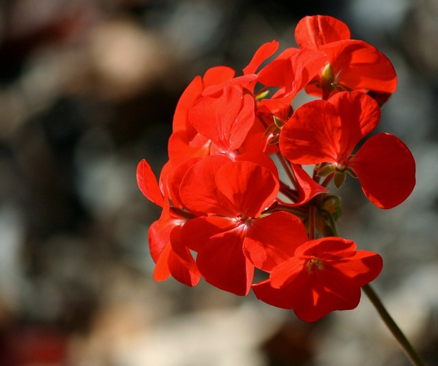red flower-6.jpg