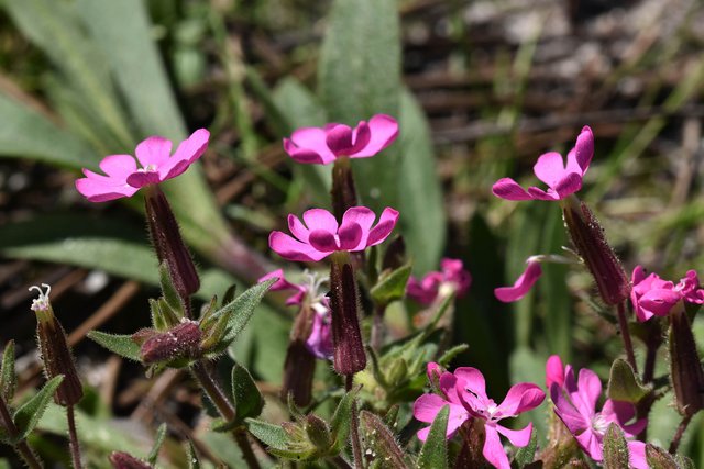 Silene littorea pink wildflower 1.jpg