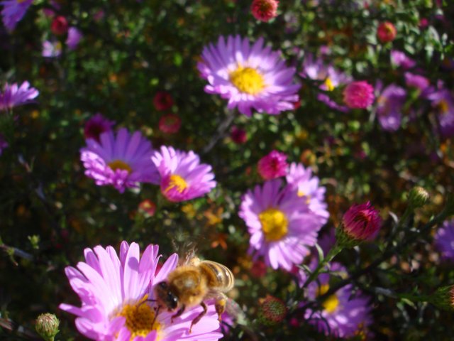 DSC03177.JPG