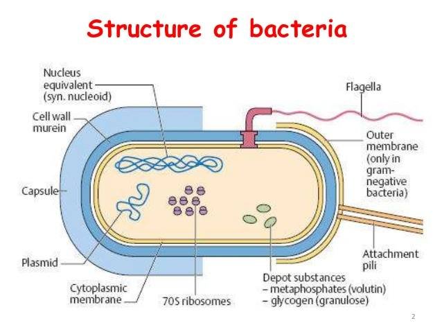 Structure Of Bacterial Cell Steemit