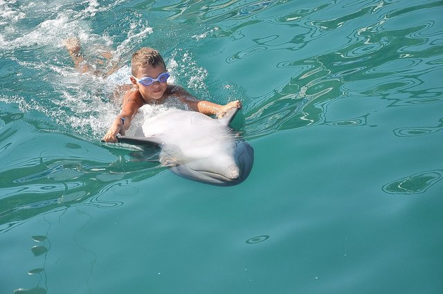 delfin-639870_1280.jpg