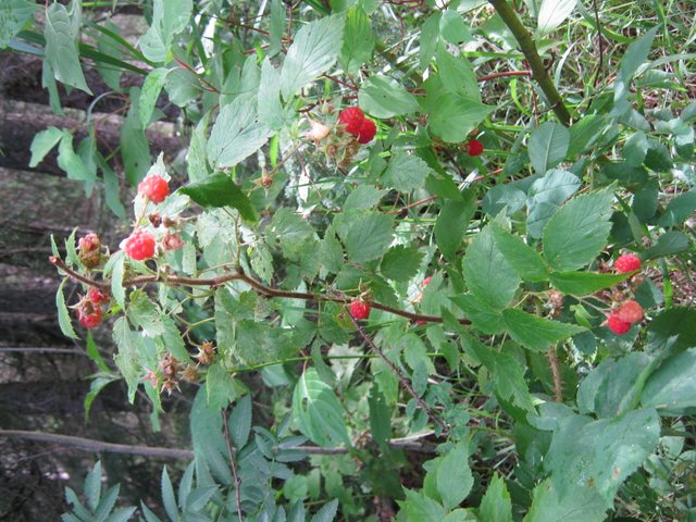 lots of wild raspberries.JPG