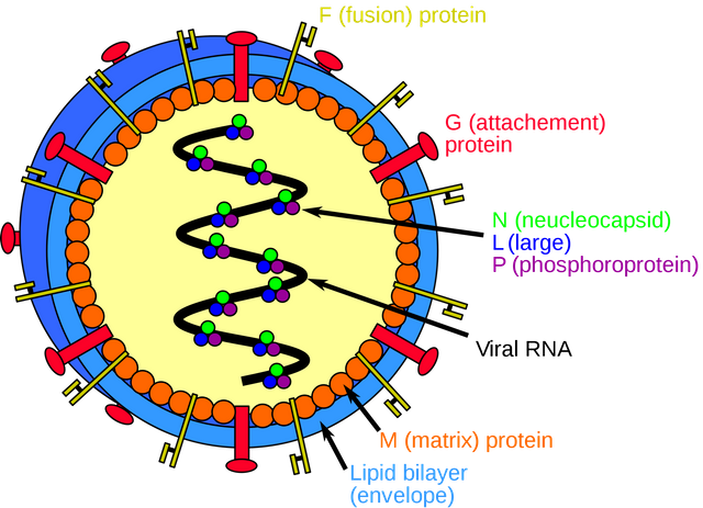 2000px-Henipavirus_structure.svg.png