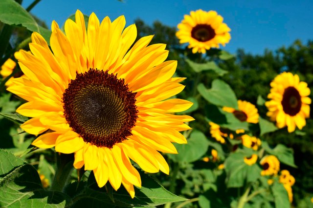 sunflower-1627193_1920-copia.jpg
