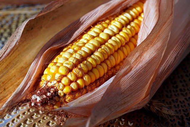 corn-7461390_640.jpg