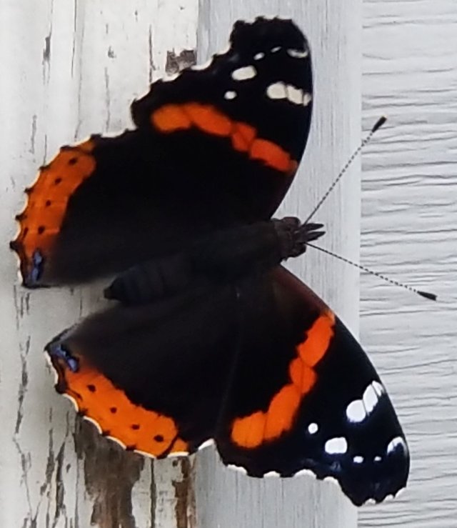 20180909_102831 - Butterfly on Back Porch.jpg