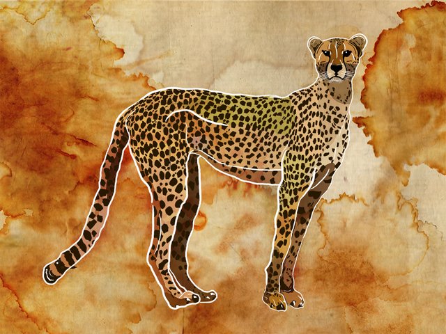 Cheetah5.jpg