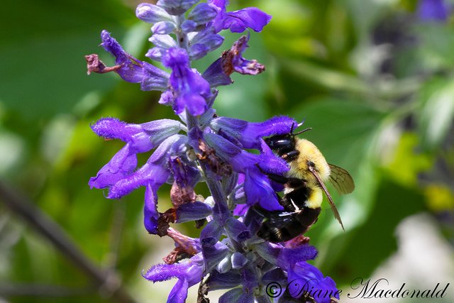 carpenter bee.jpg