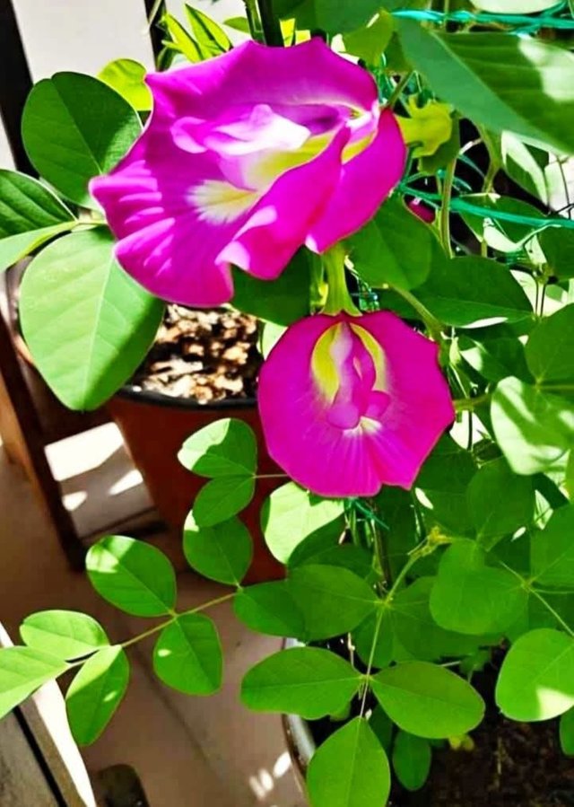 IMG_20250623_130235.jpg