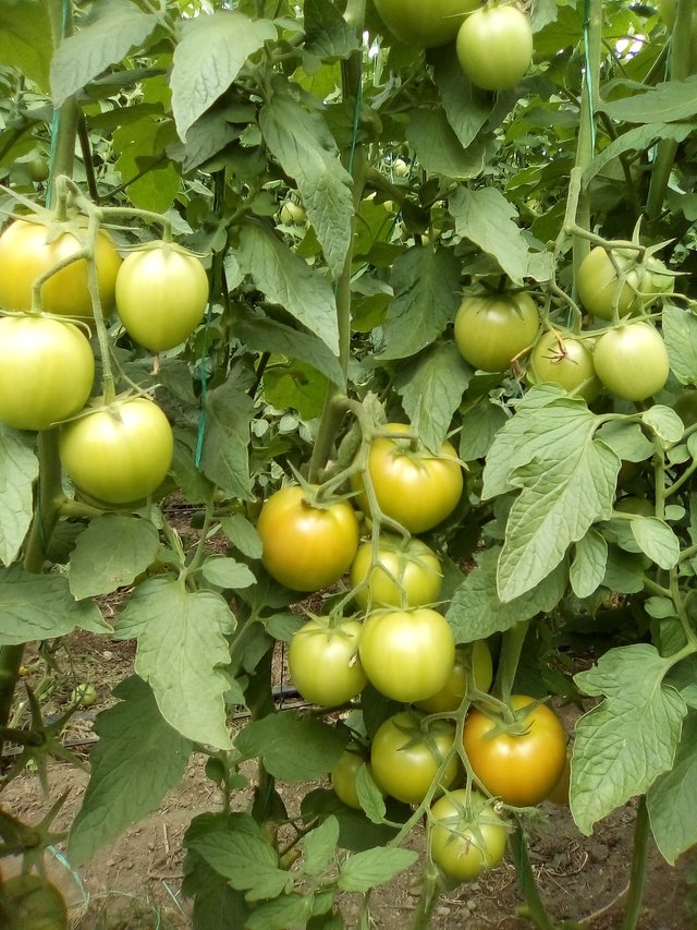 invernadero de tomates 033.jpg
