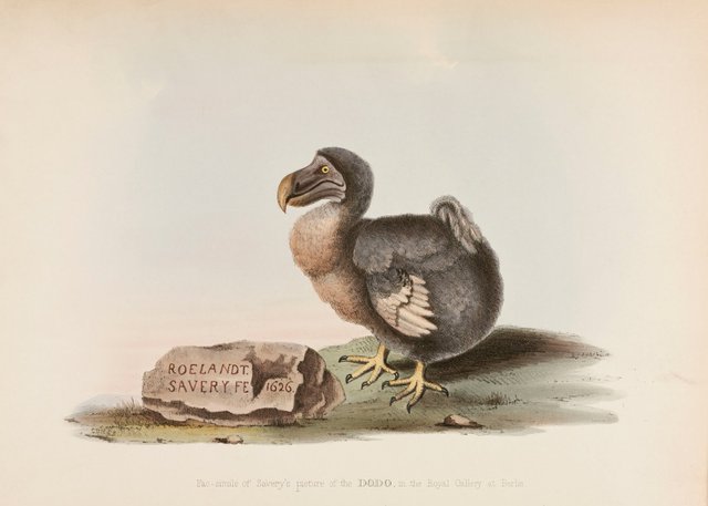 extinct-dodo.jpg