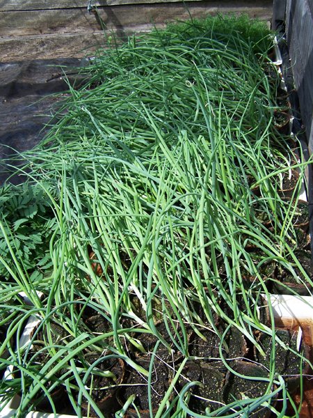 Cold frame - onions, chamomile crop May 2019.jpg
