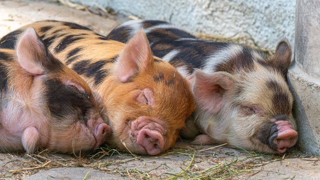 pigs-5240702.jpg