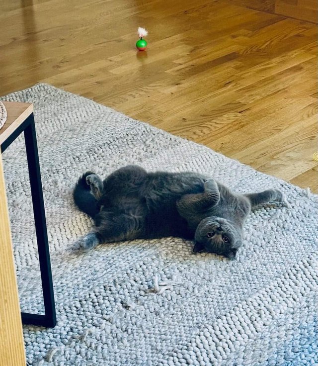 cat (6).jpg
