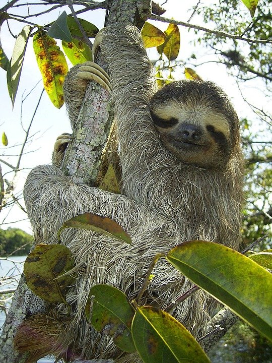 pygmy-sloth-62869_960_720.jpg