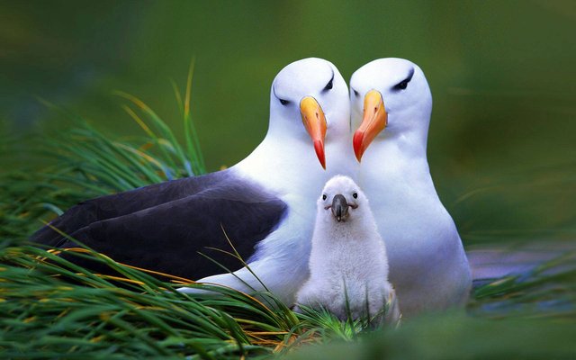 177281-beautiful-birds-family.jpg