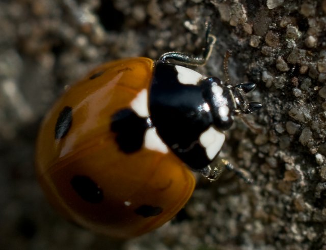 29-ladybird.jpg