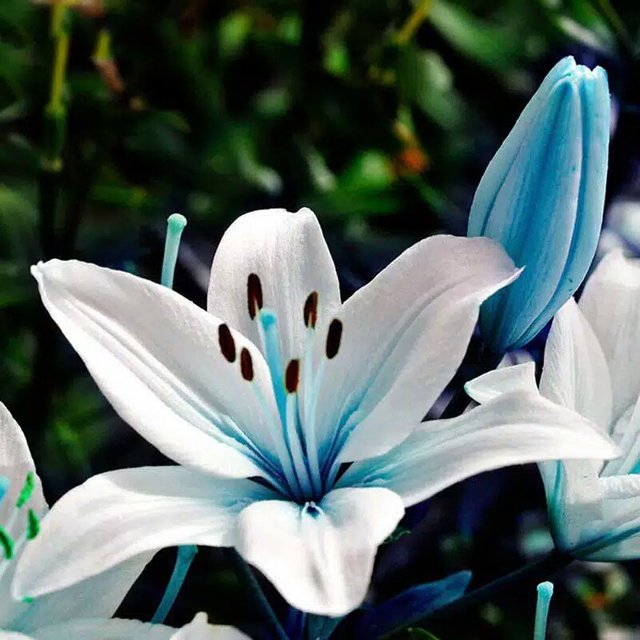 gambar-bunga-lily-biru-0.jpg