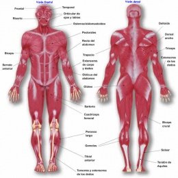 260px-Musculos_vision_frontal_y_dorsal.JPG