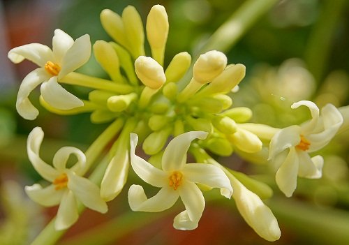 papaya-flower.jpg