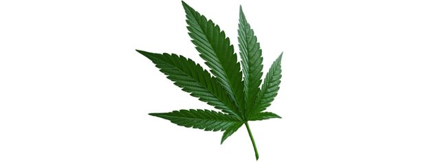 indica-cannabis-leaf.jpg