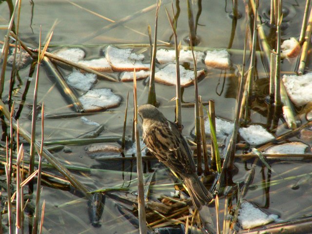 PICT0401.jpg