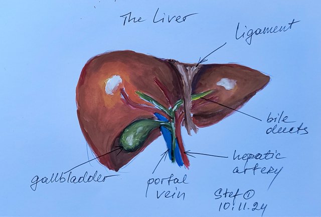 liver2.jpg