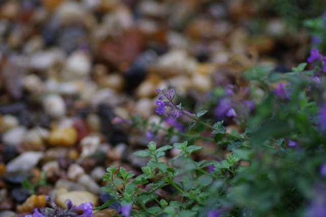 TtW_freigestellteblumen2019_02.jpg