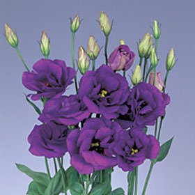 premium-purple-lisianthus-flowers-globalrose-2.jpg