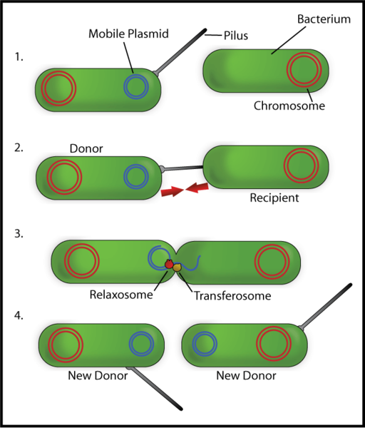 Bacterial_Conjugation_en.png