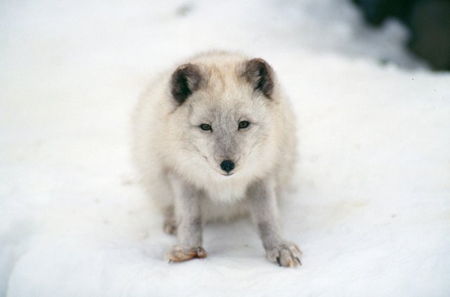 artic-fox-2641974_1280.jpg