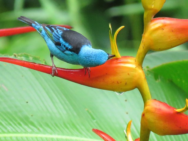 Blue Dacnis.jpg